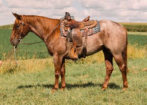 A red roan horse wearing a western saddle and blanket stands on a grassy pasture under a partly cloudy sky.