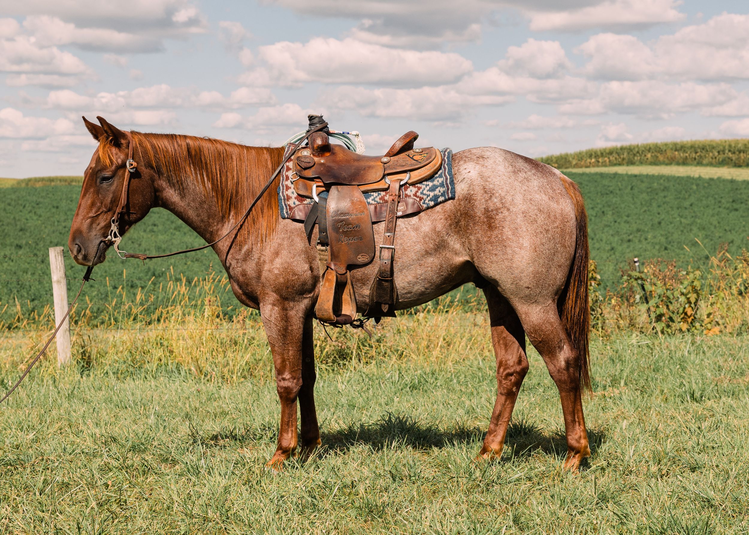 A saddled red roan horse stands in a grassy pasture beside a wooden post under a cloudy blue sky.