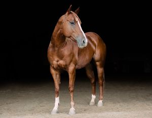 A chestnut horse with a white blaze and white socks stands alert against a dark background on sandy ground.