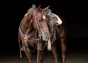 A chestnut horse wearing a western saddle and bridle stands in front of a dark studio background.