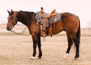 A bay horse wearing a western saddle and patterned blanket stands in profile on dry grass in an open field.
