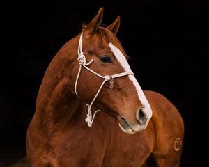 A chestnut horse with a white blaze wears a white rope halter in a striking portrait against a dark background.