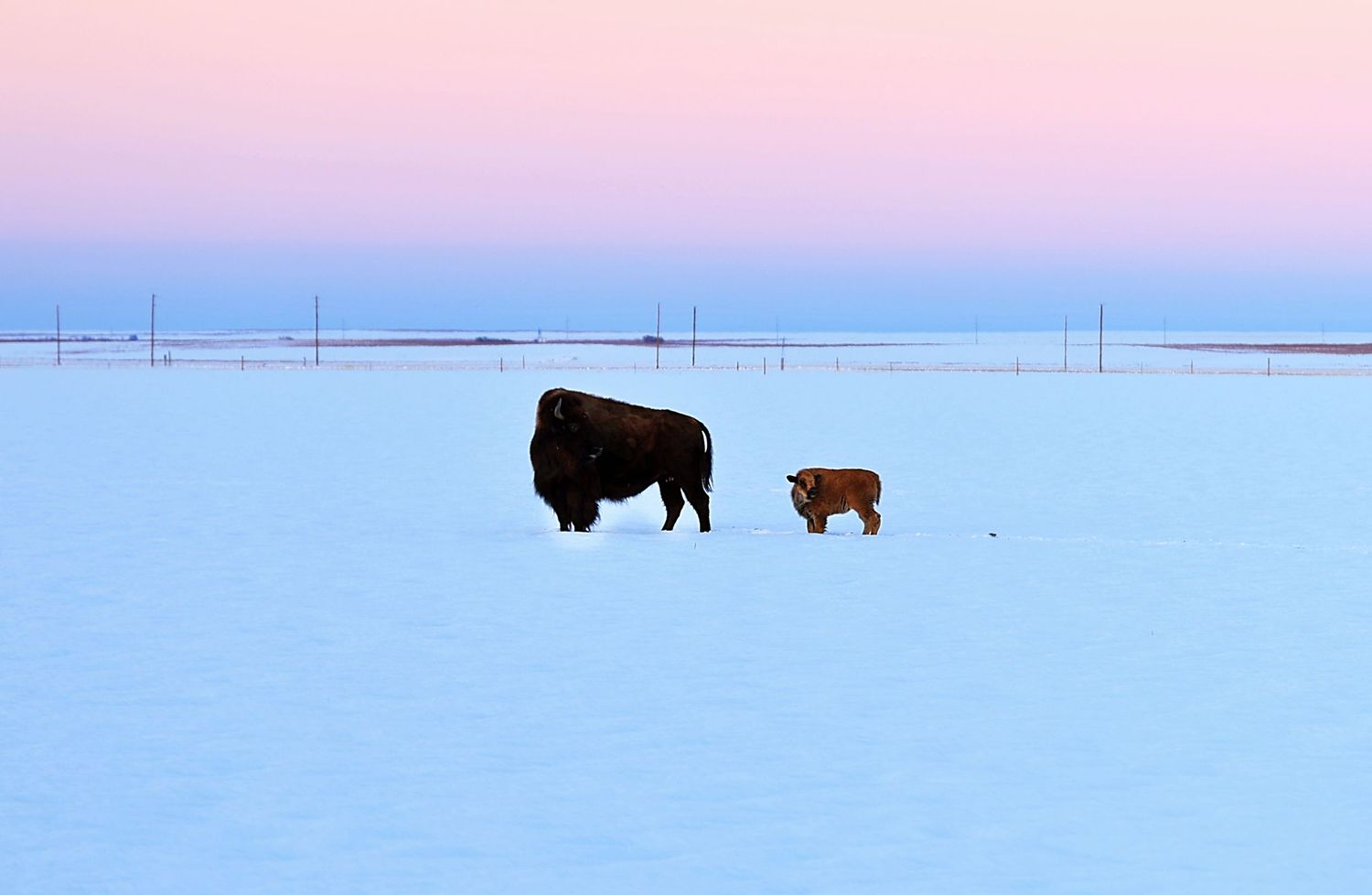 Bison Wildlife Image