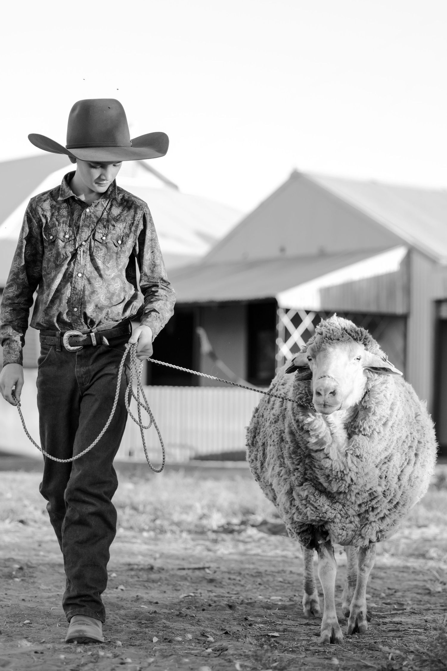 Person in western wear leading sheep on rope with barn in background.