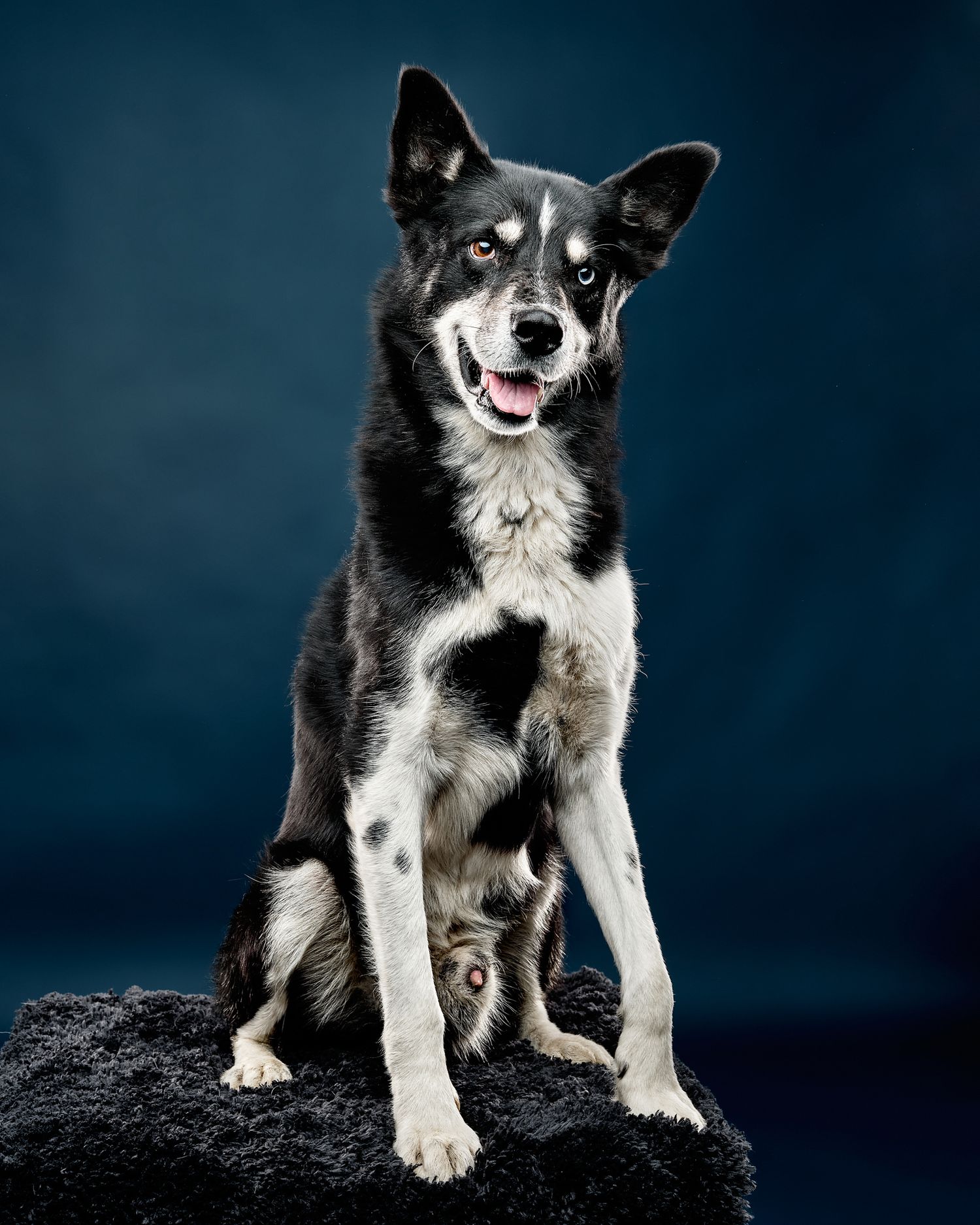 Ymer the Alaskan Husky in studio