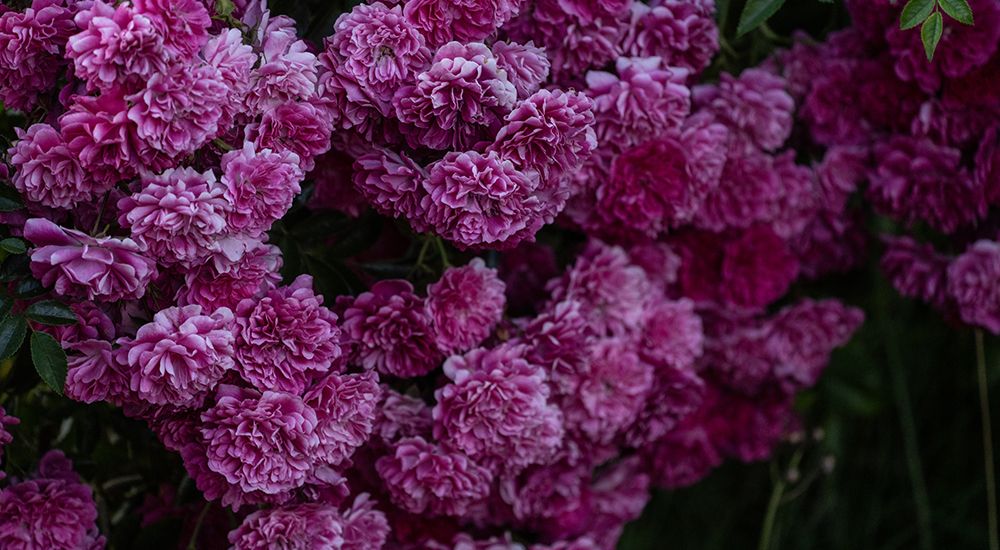 Cluster of florals.
