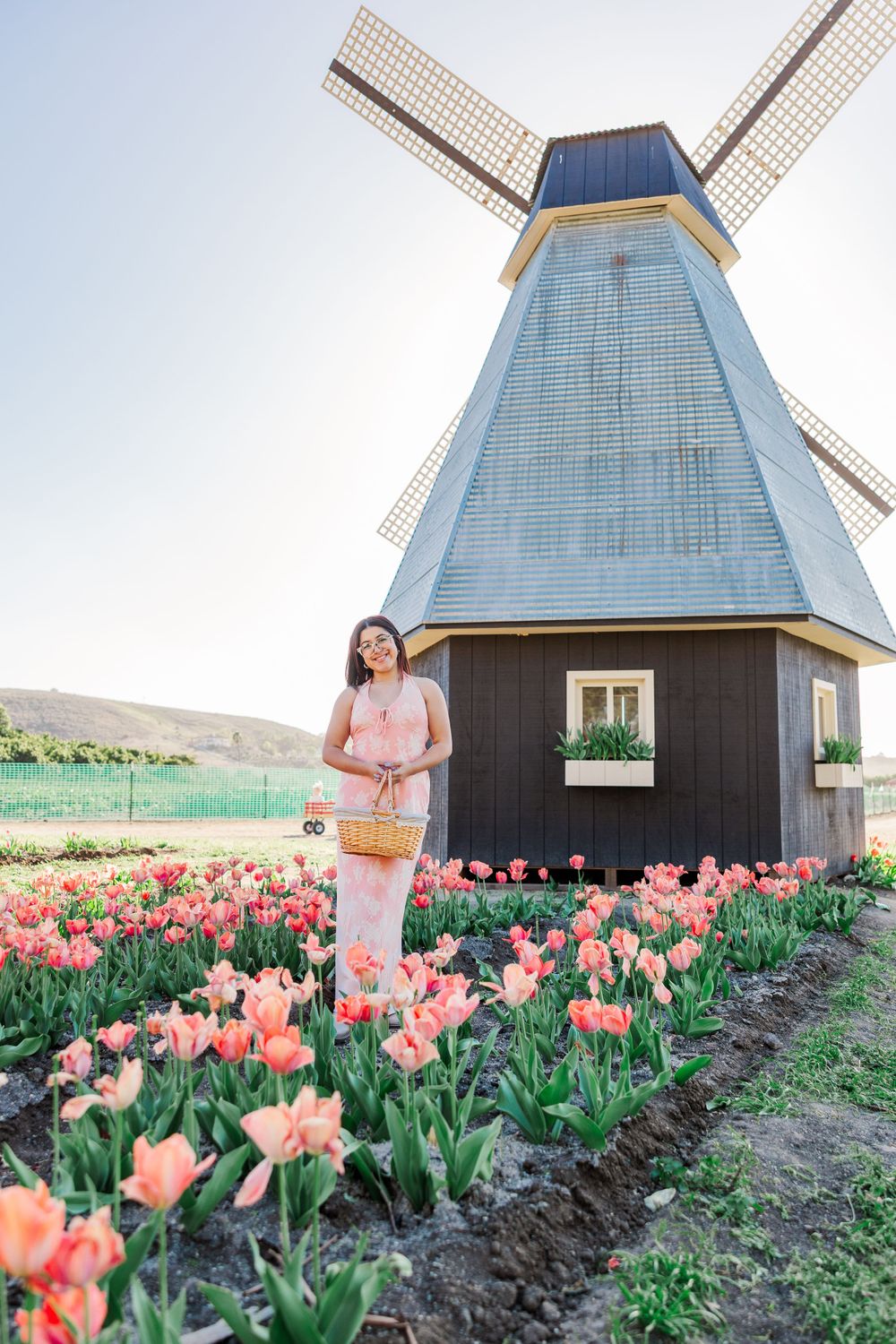 A Dutch-style windmill with blue and white sails stands among blooming pink tulip fields on a sunny spring day.