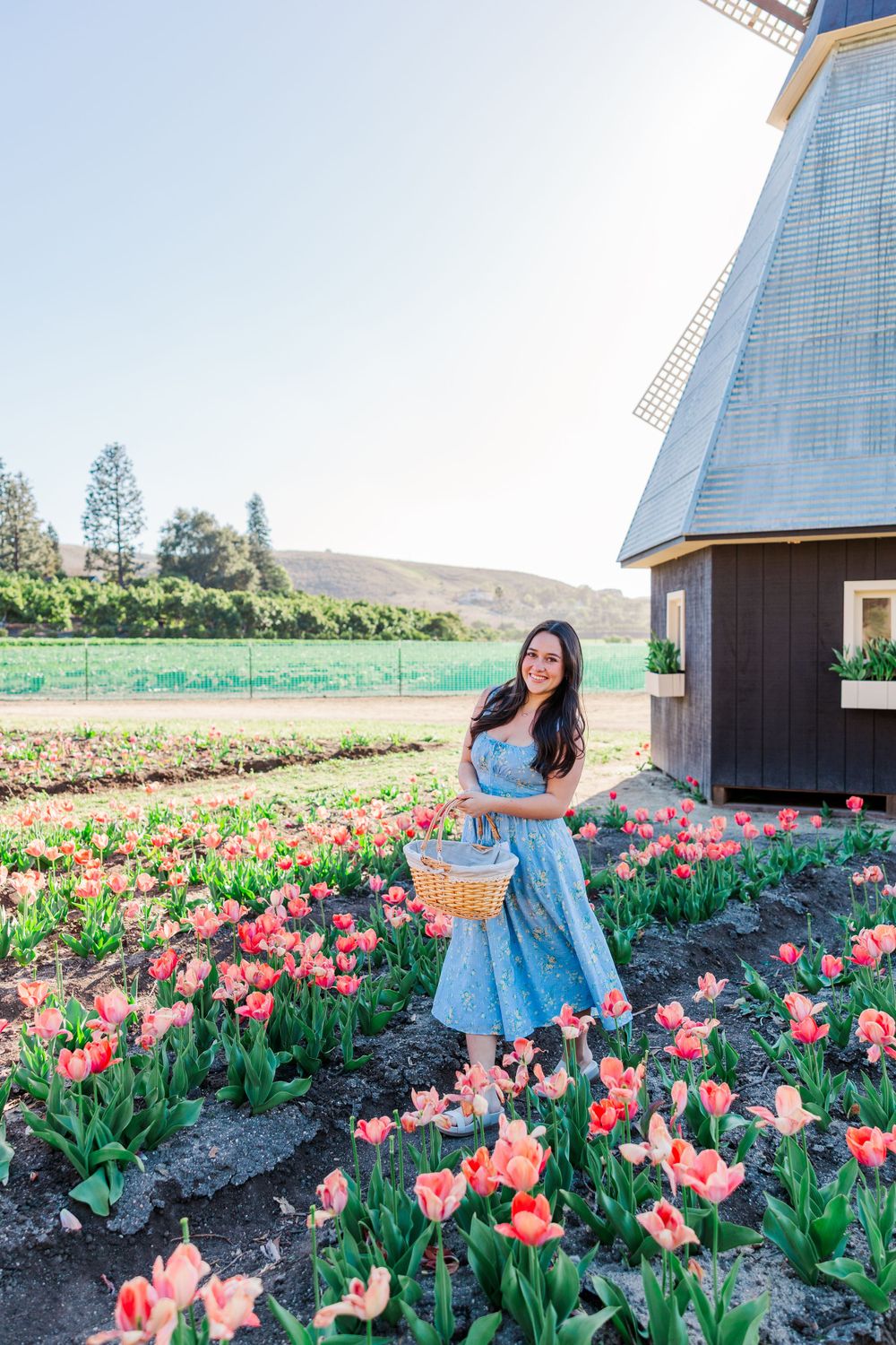Someone in a blue dress stands among blooming pink tulips next to a windmill structure in a garden setting.