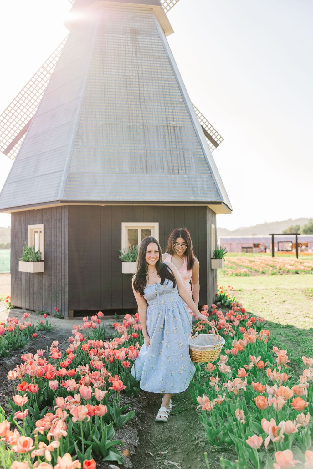 Pink tulip flowers surround a charming wooden windmill structure on a sunny spring day.