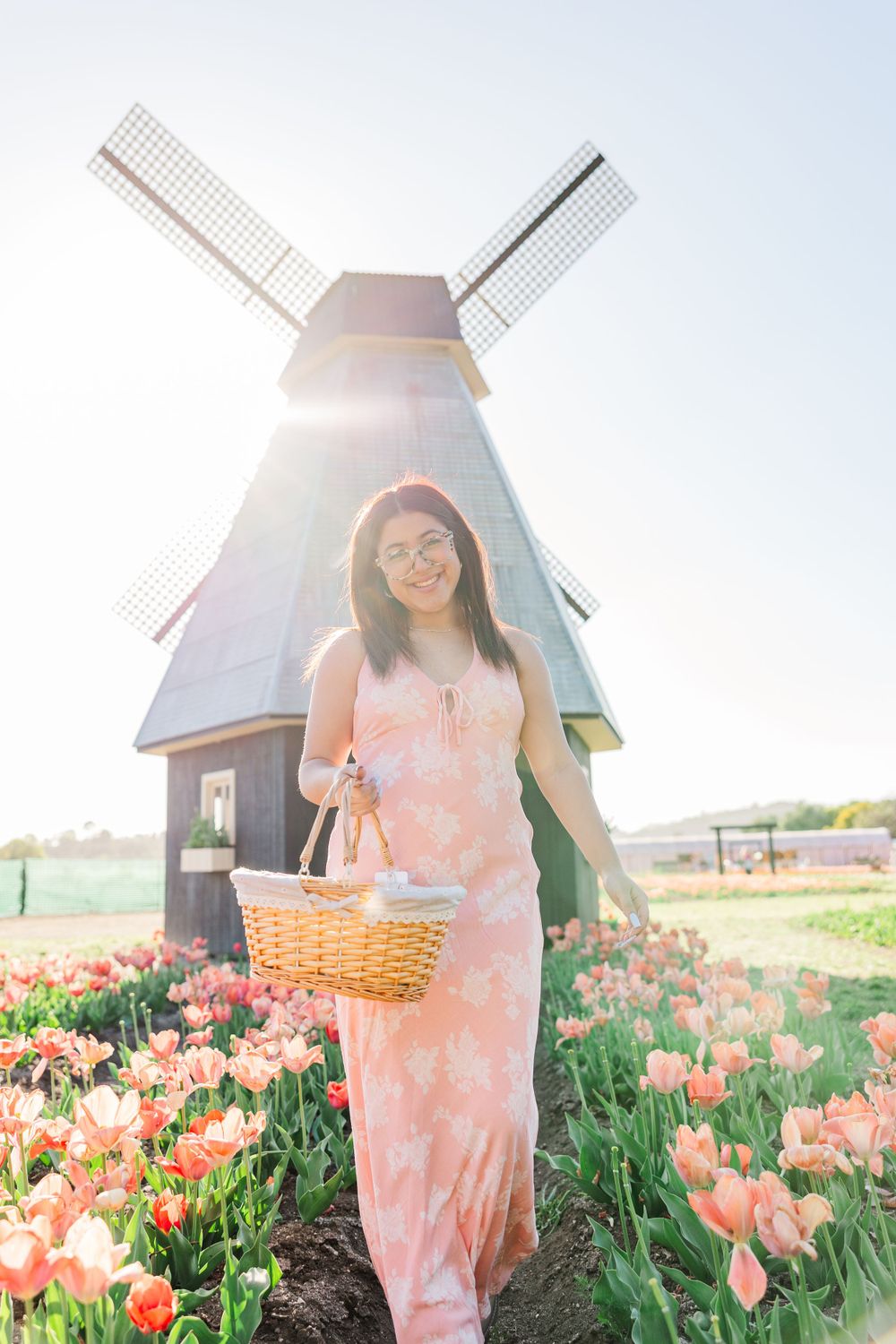 Scenic view of a traditional windmill surrounded by pink tulips with sunlight streaming through the sails.