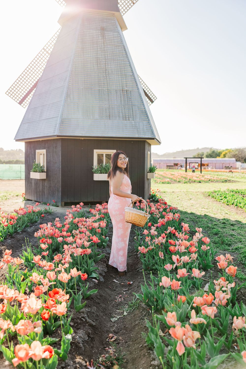 A decorative windmill structure stands amid a colorful garden of blooming pink and coral tulips on a sunny spring day.