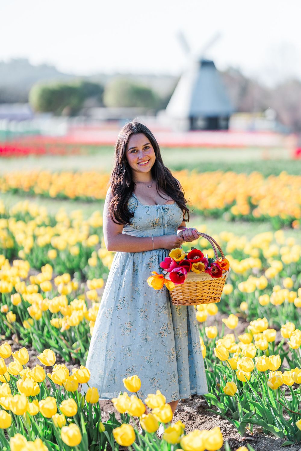 Springtime portrait in a tulip field with yellow flowers and windmill in the background.