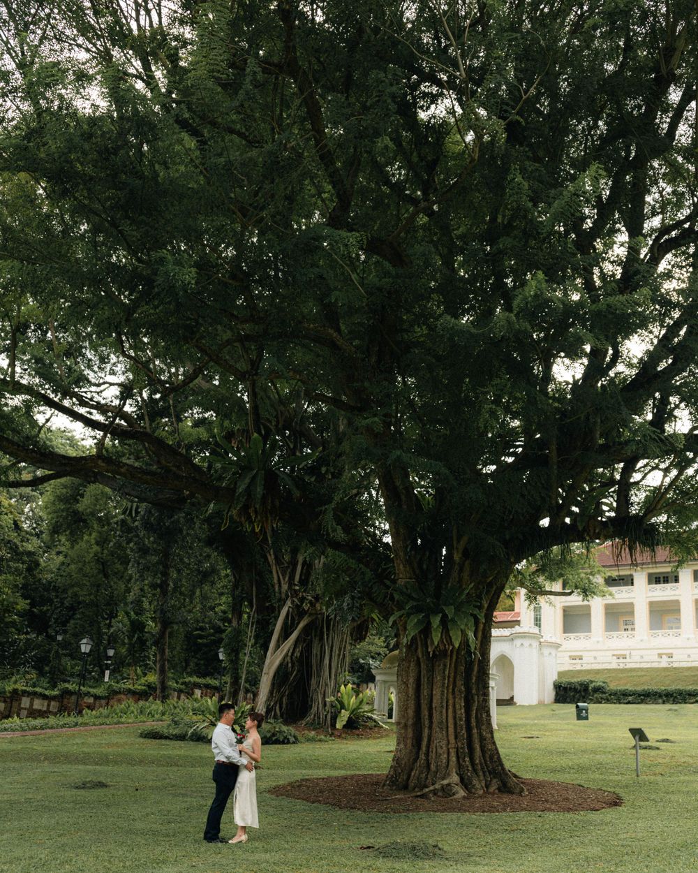 Couple embracing under a majestic old tree on a scenic lawn.