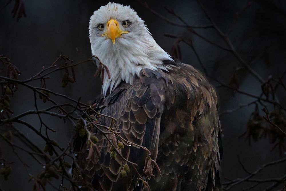 Bald Eagle close up looking straight at the camera.