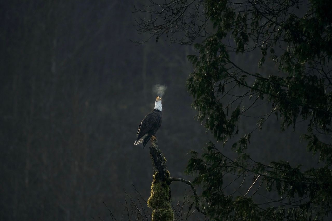 Eagle breath in the early morning