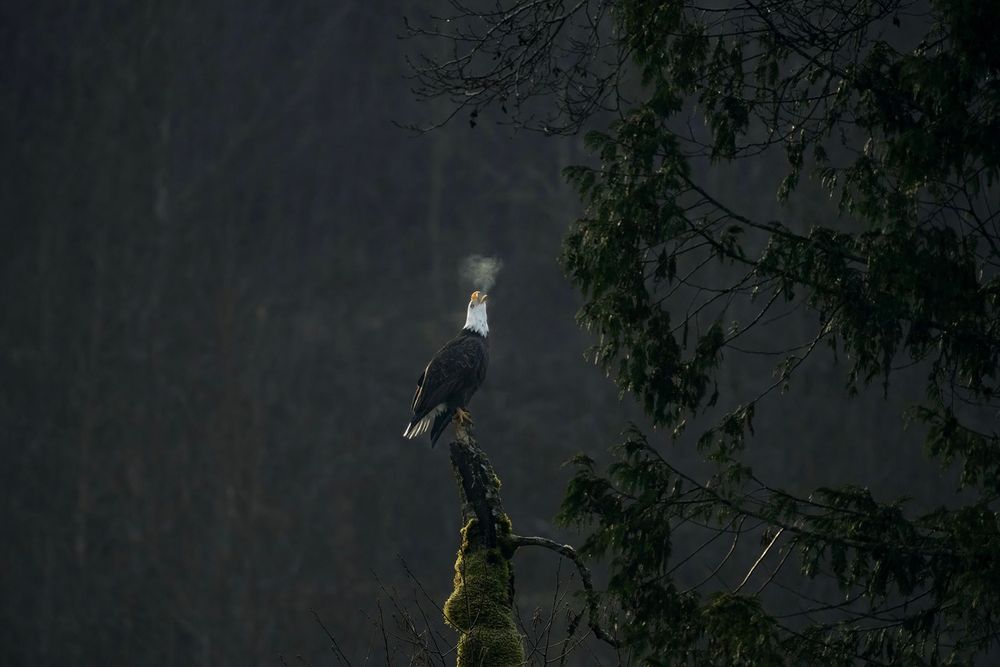 Eagle breath in the early morning