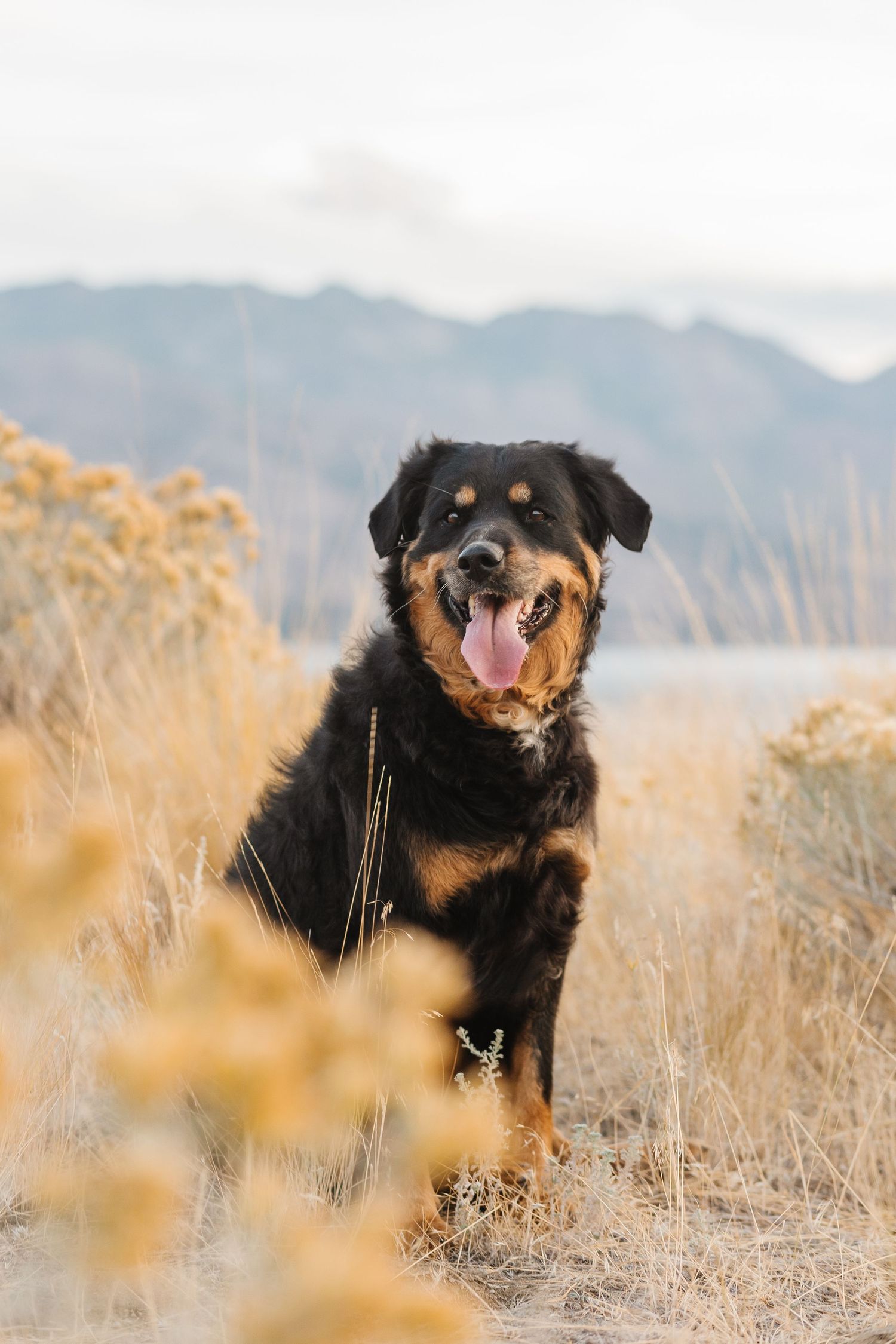 Pet photography photoshoot at Sanctuary Gardens in West Kelowna, BC overlooking Okanagan lake and the mountains