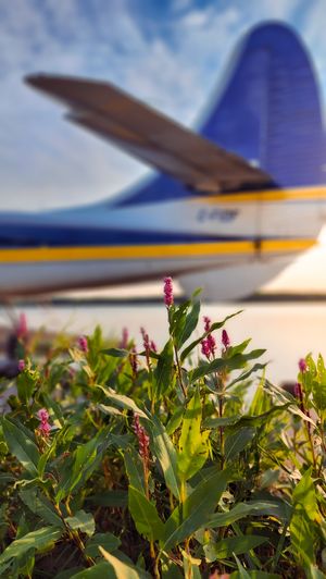 Blue and yellow aircraft tail fin with pink wildflowers blooming in foreground.