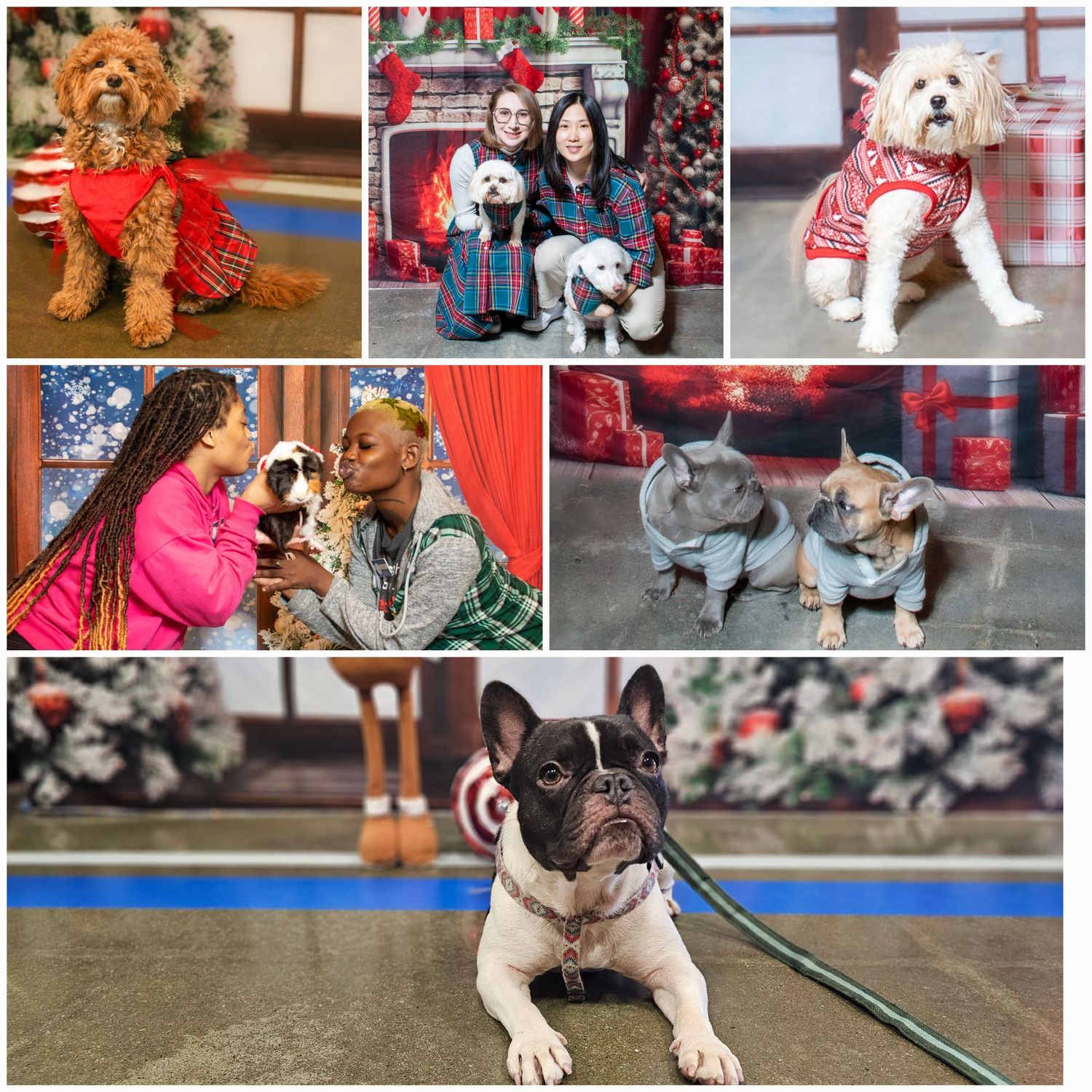 Collage of dogs wearing holiday outfits and posing for Christmas photos with their owners.