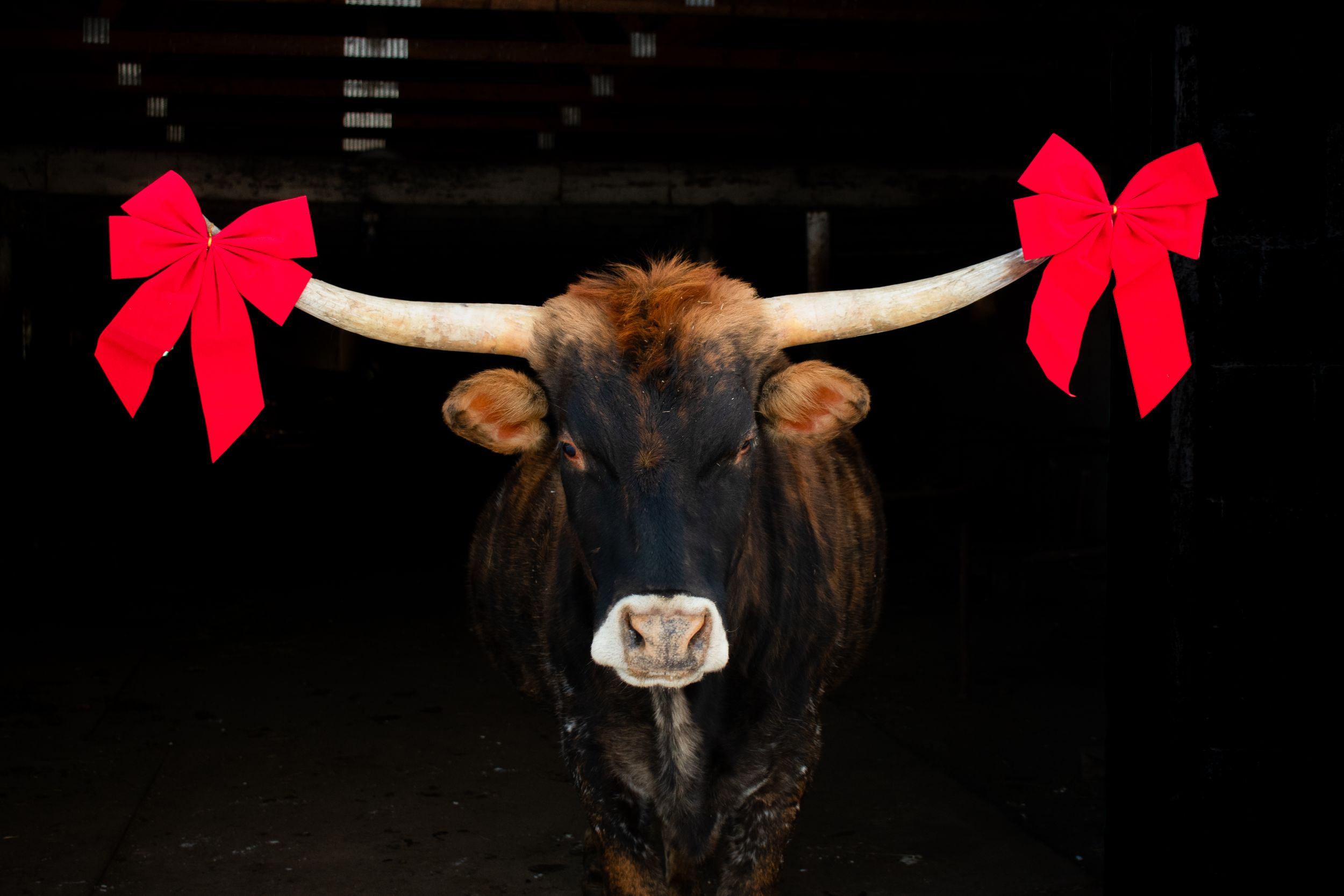 Wisconsin Longhorn Cross with bows on his horn for a Christmas Card