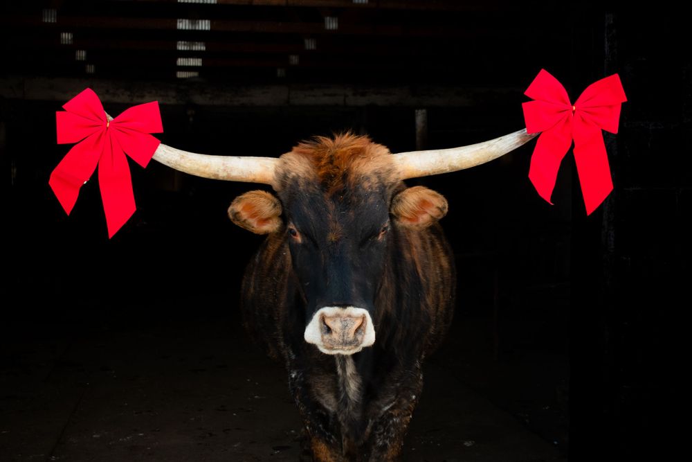 Wisconsin Longhorn Cross with bows on his horn for a Christmas Card