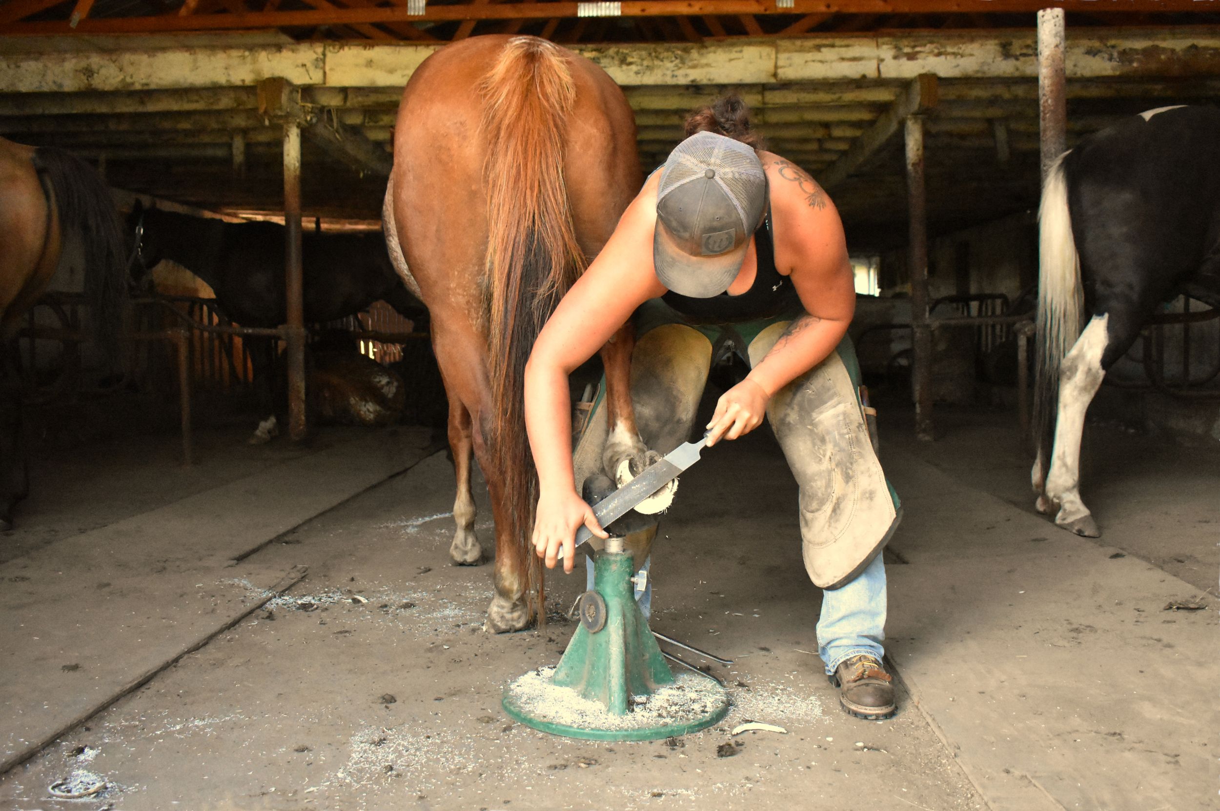 Weaver Horseshoeing ~ Wisconsin Farrier