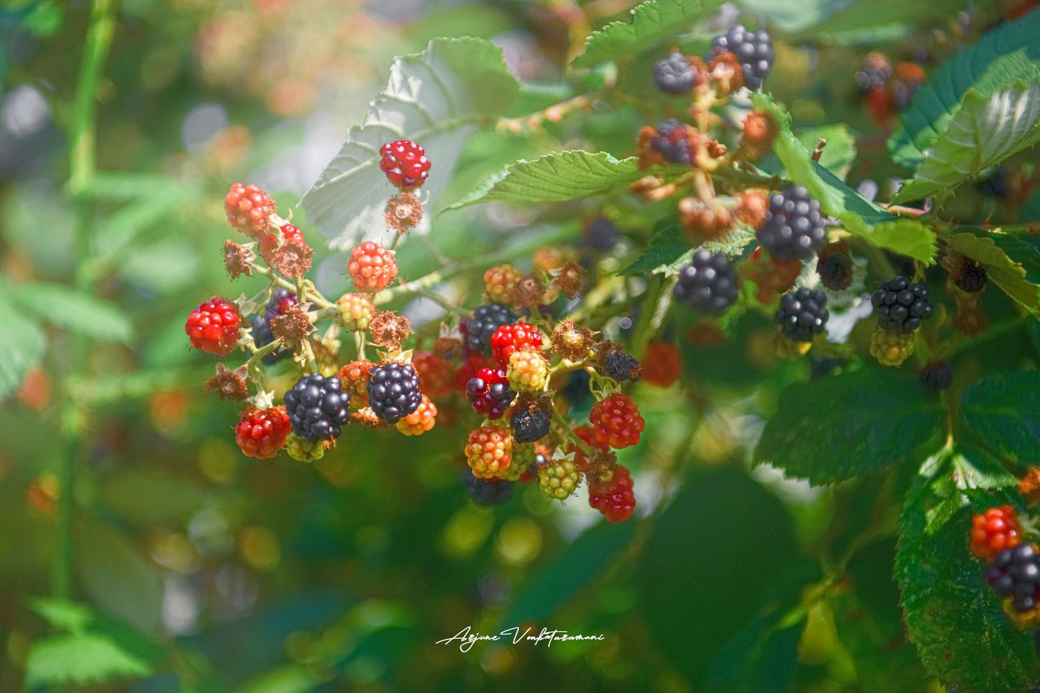 Close-up of wild blackberries in various stages of ripening, from red to deep purple, on a green leafy bush.
