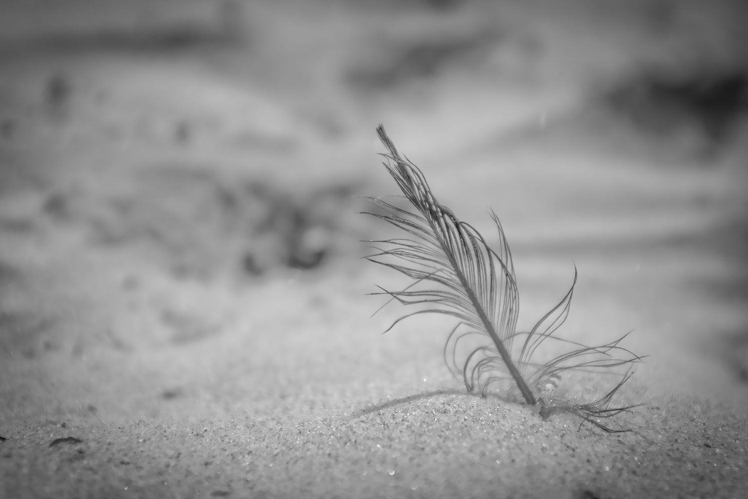 Feather in sand. Black and white photograph.