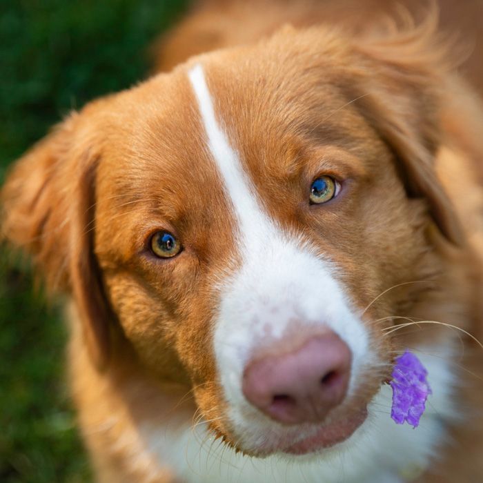 Close up portrait of a Nova Scotia Duck Tolling Retriever with blue eyes and a purple flower.
