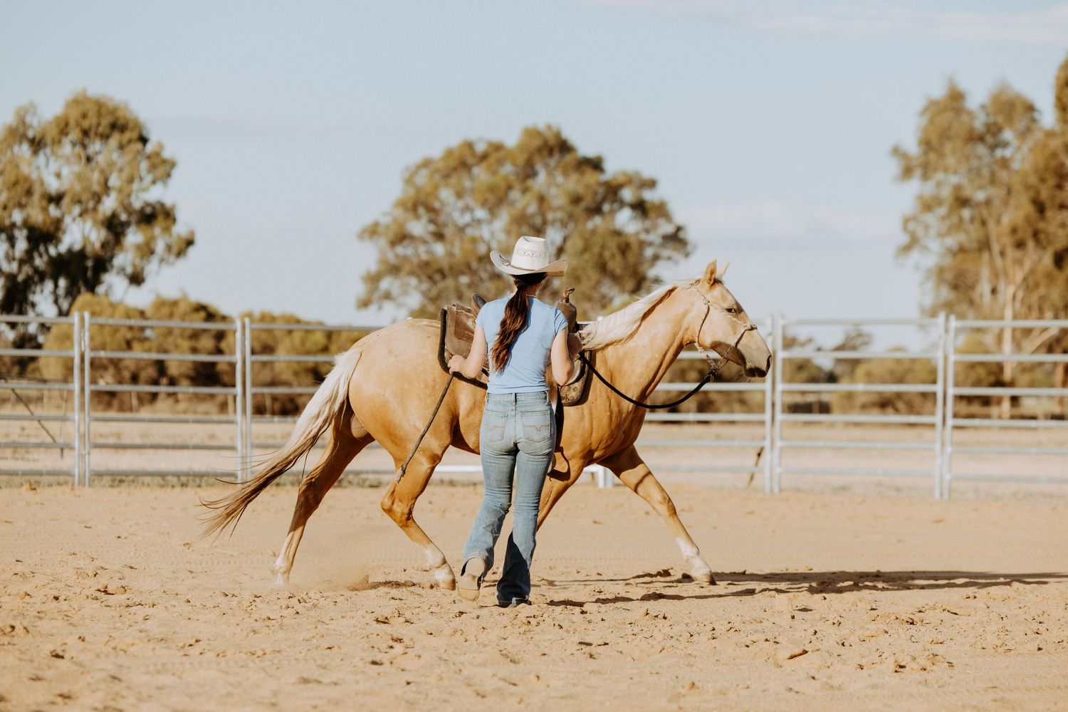 A person in denim and cowboy hat trains a palomino horse in a dusty arena with eucalyptus trees in background.