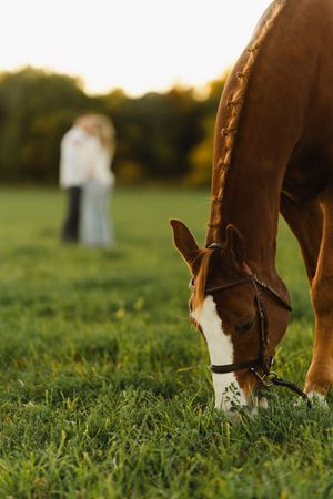 Toronto Horse Engagement Photos