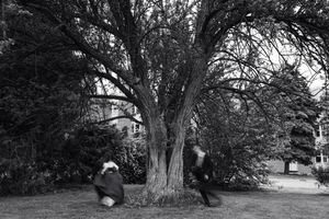 Wide angle view of trees creating natural archway over path during engagement session.