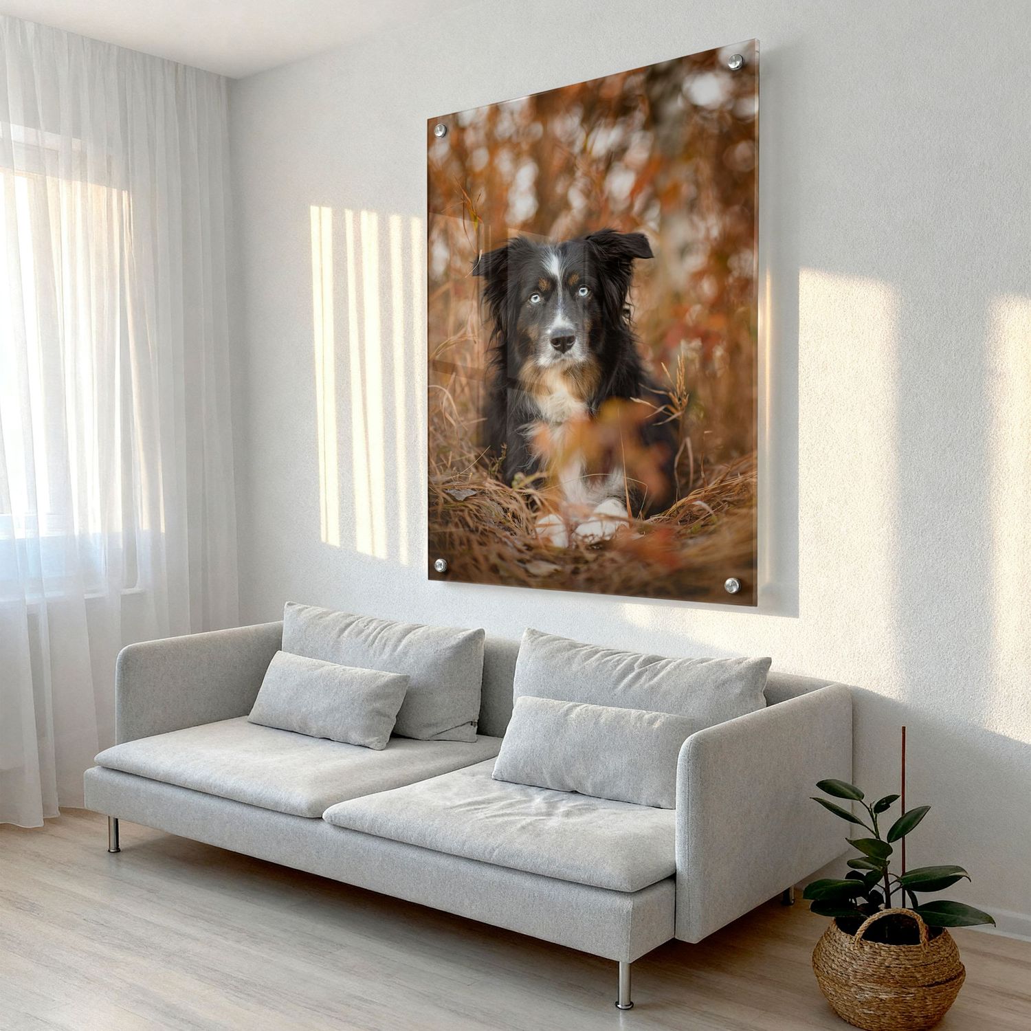 Photographer Red Deer, Alberta. Pet Photographer. Dog Photographer. Acrylic Wall Art