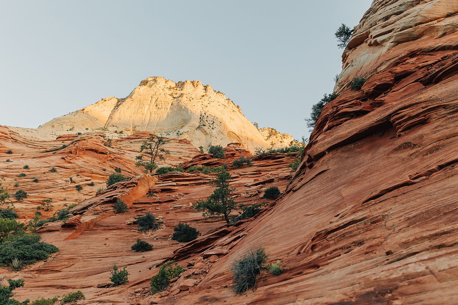 Red sandstone cliffs with sparse trees under a clear sky at Zion National Park, Utah.