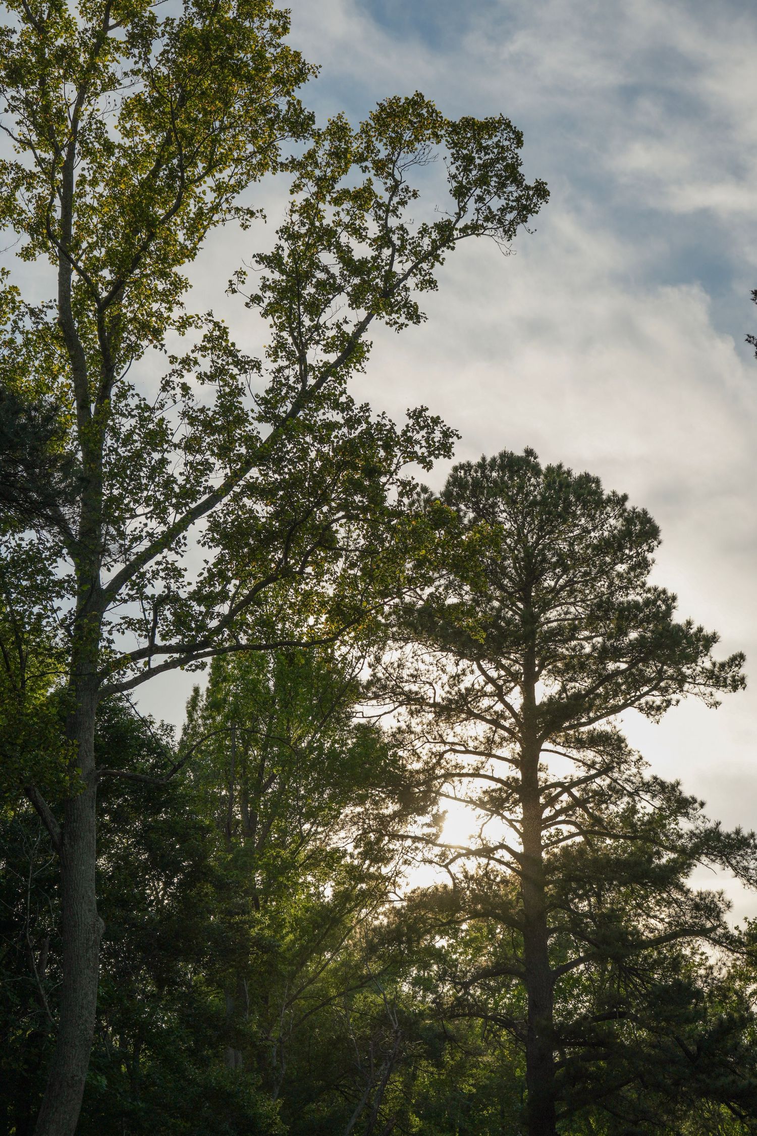 Sunlight filters through tall pine and deciduous trees against a partly cloudy sky in a lush green forest.