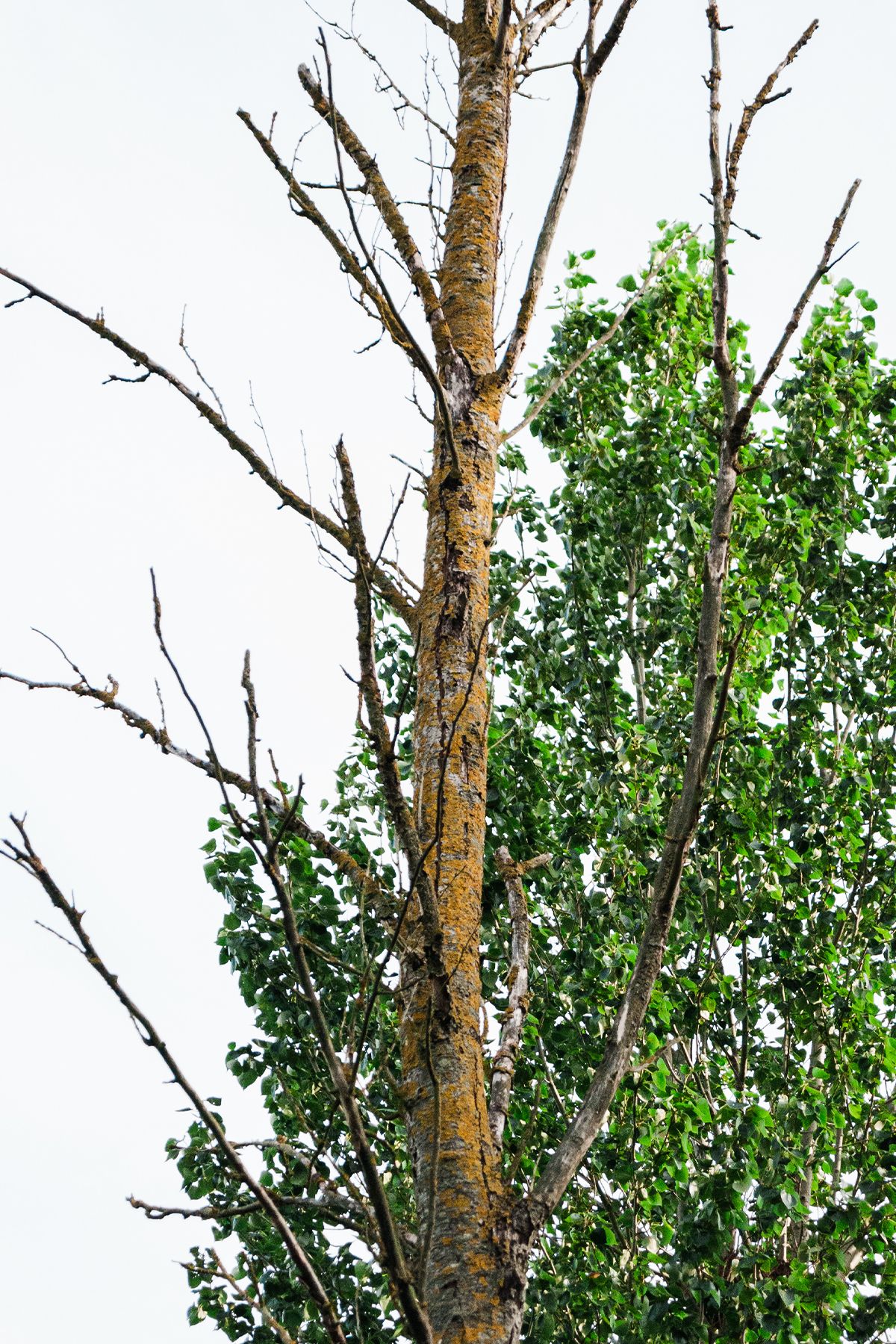 A hybrid black poplar tree with bare branches on one side and lush green leaves on the other against a white sky.