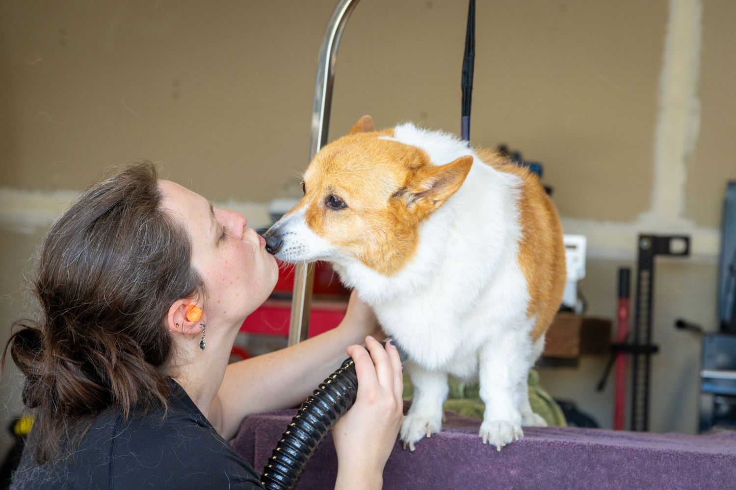 A woman kisses a Corgi dog standing on a grooming table in a pet grooming salon.