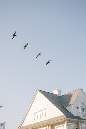 Four birds flying in formation over white shingle roof house against clear blue sky.