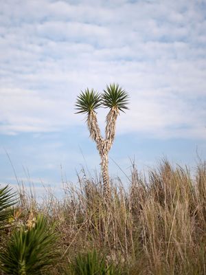 A tall yucca plant with two branching tops stands against a partly cloudy blue sky surrounded by dry coastal grasses.