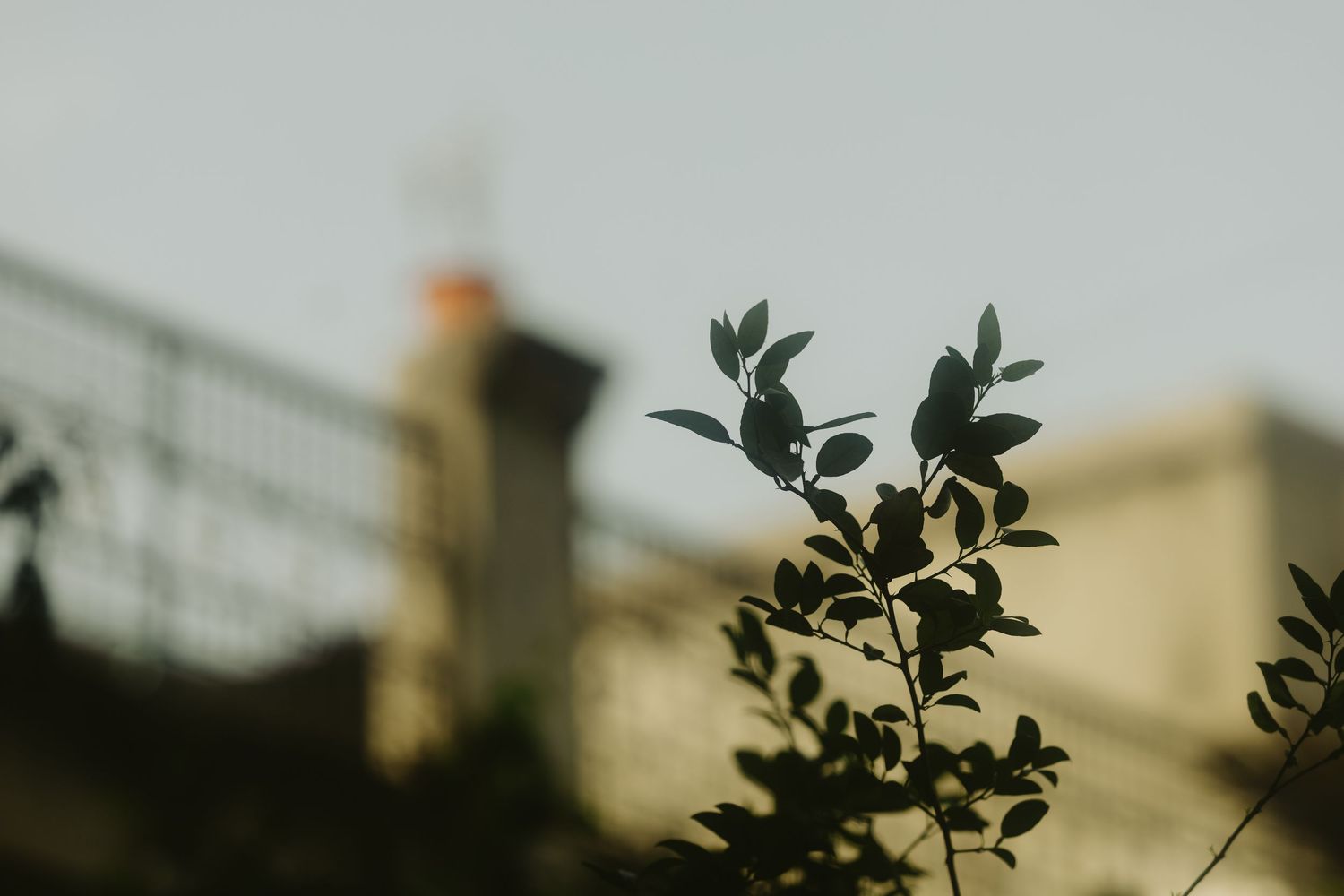 Silhouette of green plant branches with a blurred historic building and chimney in the background.
