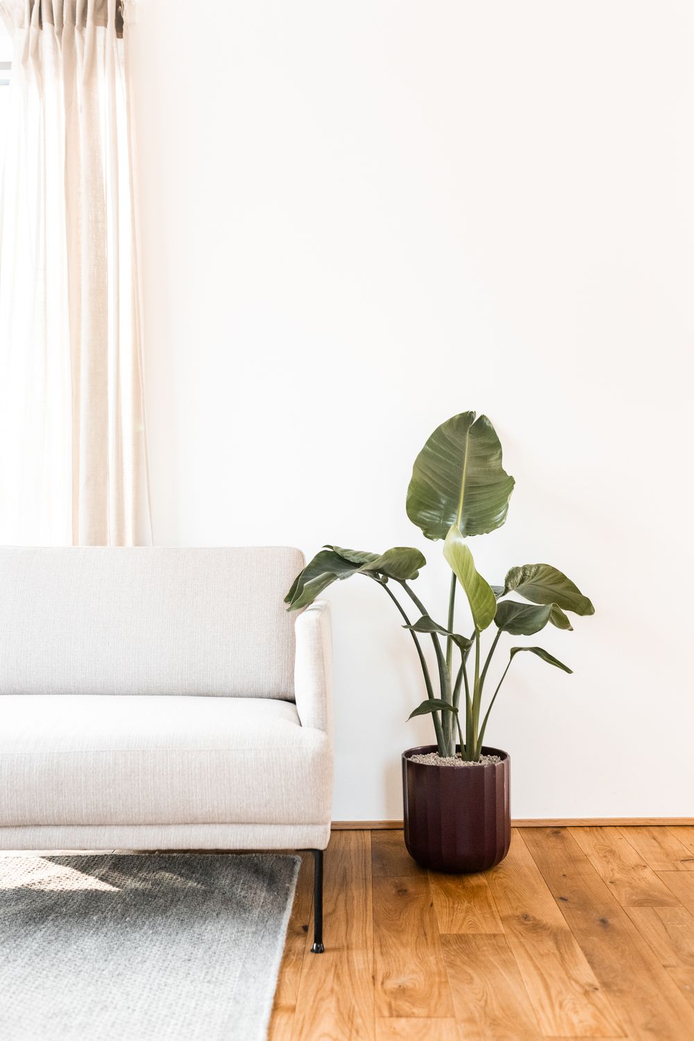 Minimalist living room corner with white sofa, tropical plant in dark pot, and light linen curtains on wood floor.