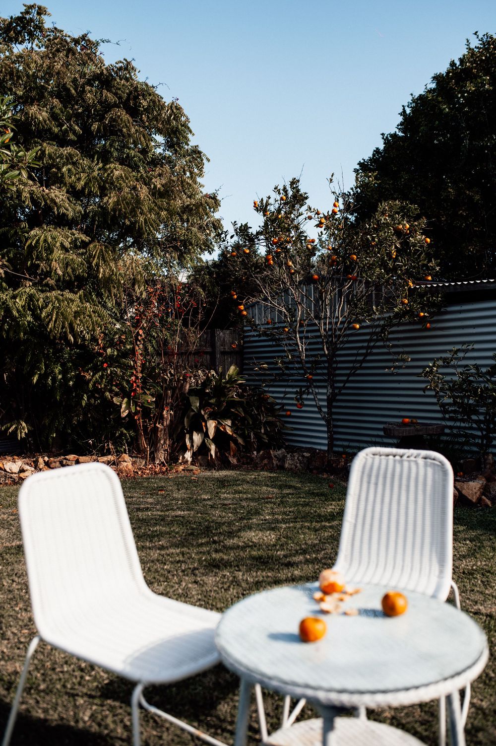 White patio chairs and table with fresh oranges in a sunny backyard garden with citrus trees.