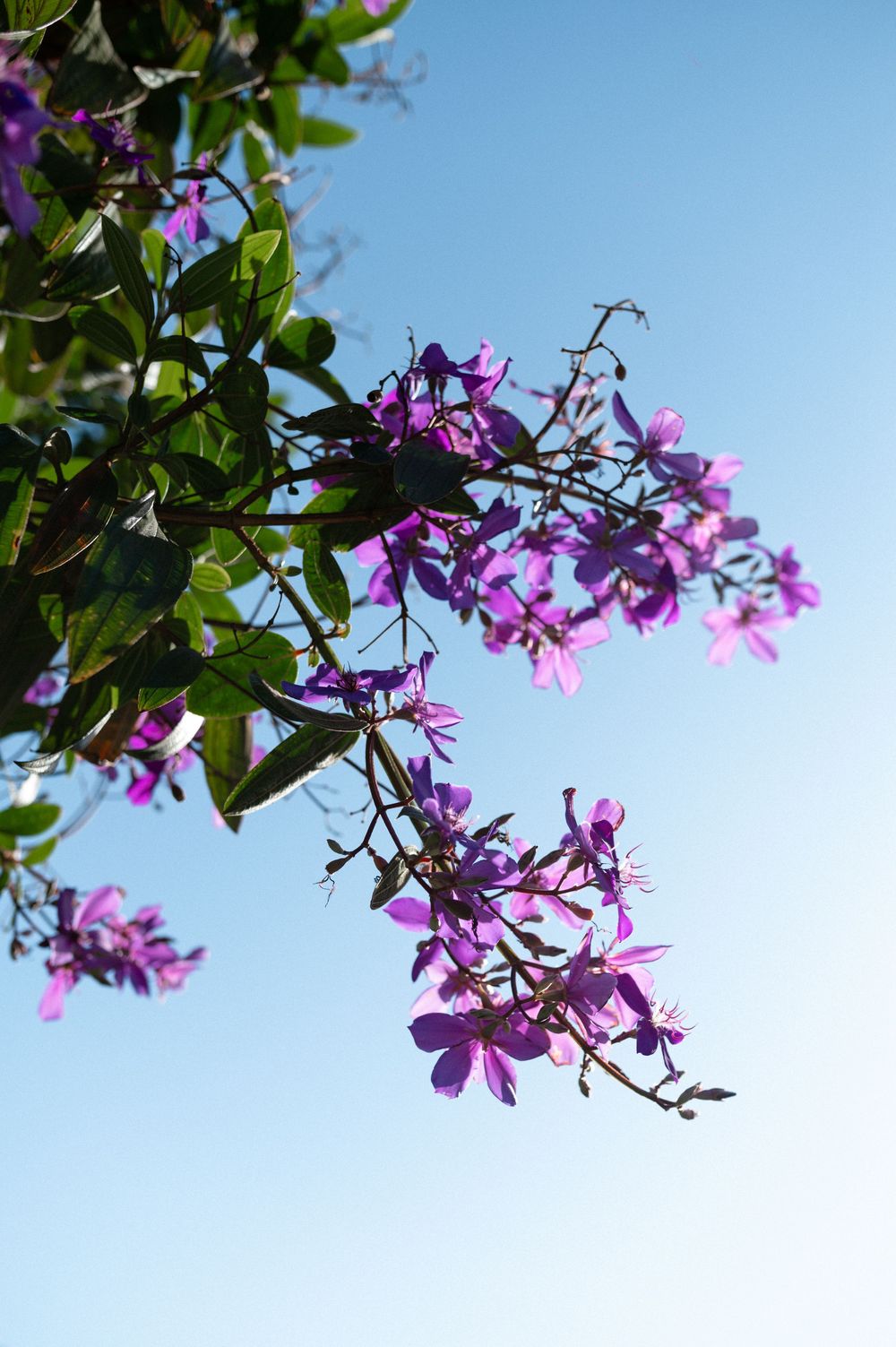 Purple flowers blooming on branches against a clear blue sky in natural sunlight.
