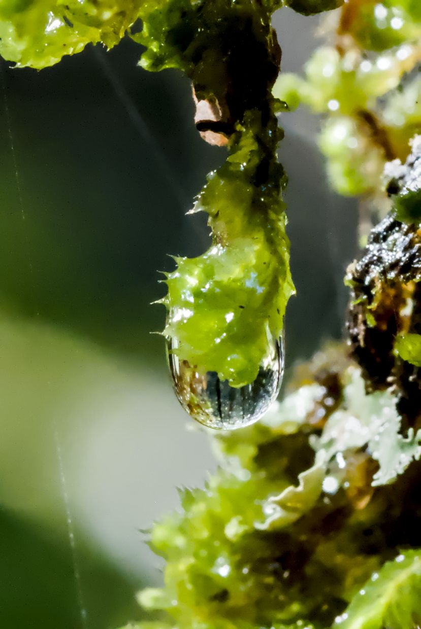 Macro photograph of a water droplet hanging from vibrant green moss with spider web threads.