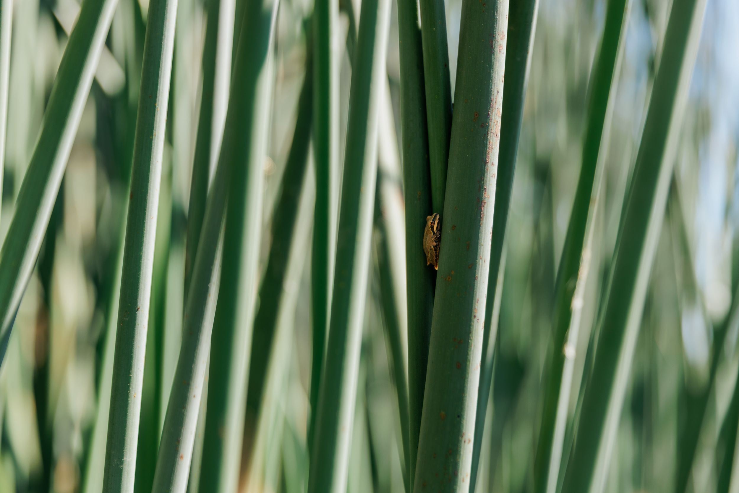 A small frog camouflaged among tall green reeds in a natural wetland habitat.