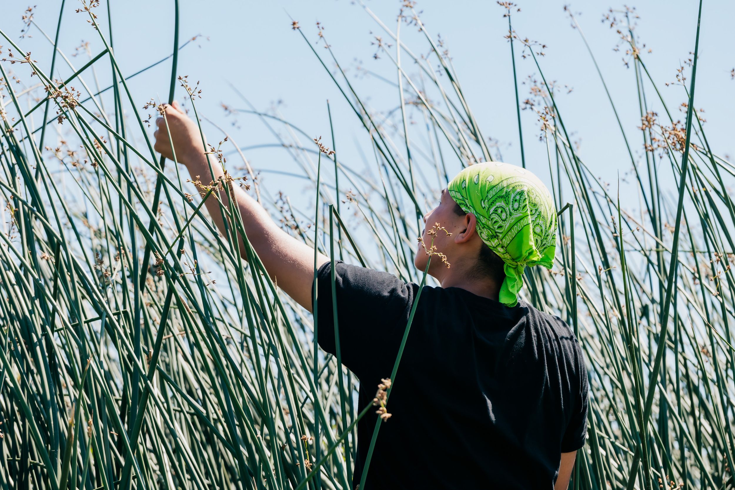 A person in a green headscarf reaches up to examine tall marsh reeds against a clear blue sky.