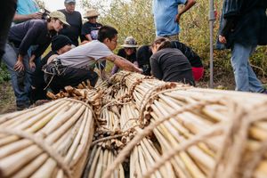 Group of people working together bundling dried reeds or bamboo stalks outdoors.