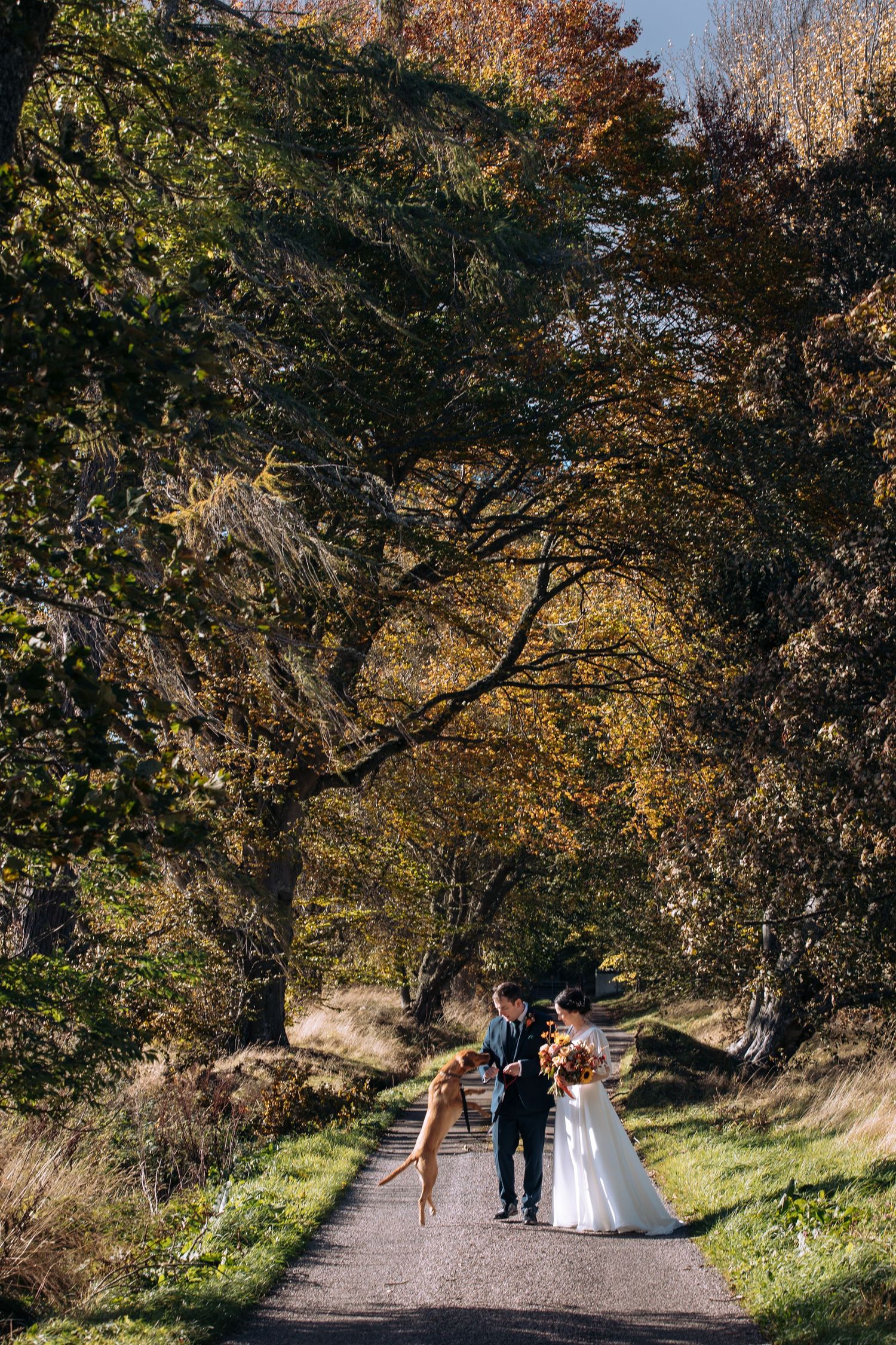 Bride and groom walk a tree-lined autumn path with their dog, surrounded by golden foliage on a sunny wedding day.