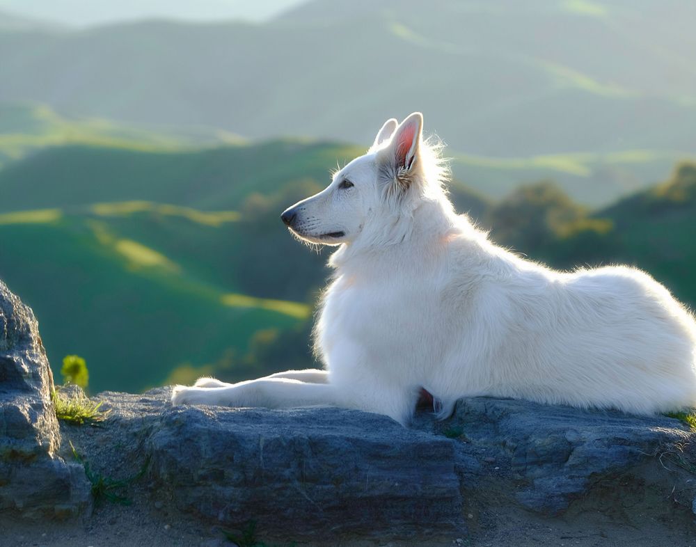 A fluffy white dog resting on a rocky ledge with lush green rolling hills in the background.