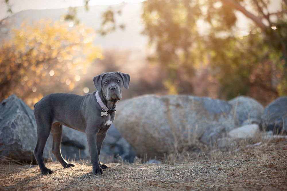 A gray Cane Corso dog stands alert on rocky terrain with golden sunlight and boulders in the background.